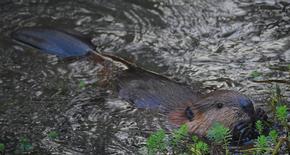 Beaver - Shane Blythe