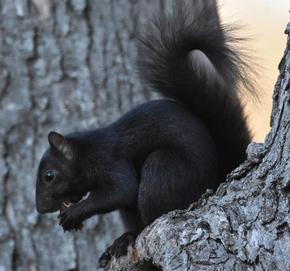 Black Squirrel - Shane Blythe
