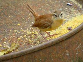 Carolina Wren - Joe Brewington