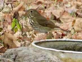 Hermit Thrush - Joe Brewington